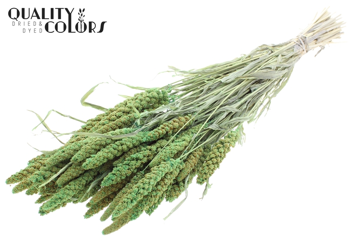 Gierst per bunch Bleached Light Green