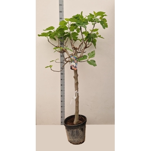 FICUS CARICA