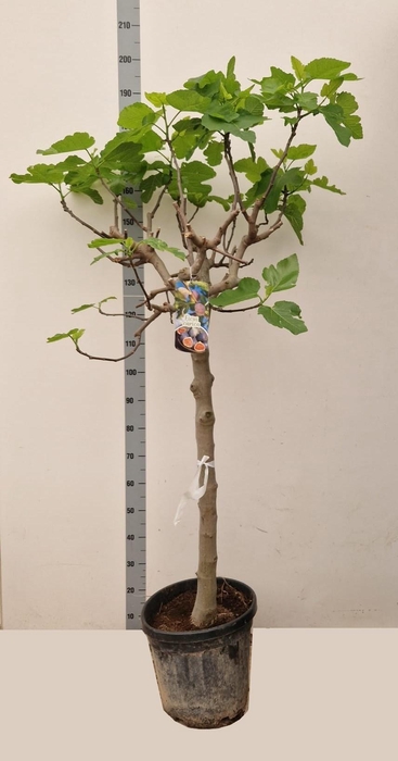 <h4>FICUS CARICA</h4>