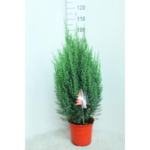 Juniperus chinensis Stricta