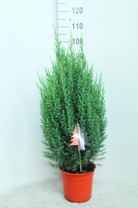 <h4>Juniperus chinensis Stricta</h4>