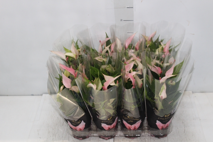 <h4>ANTHURIUM LILLI P09 PREMIUM</h4>