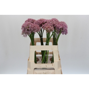 Allium Pink Jewel