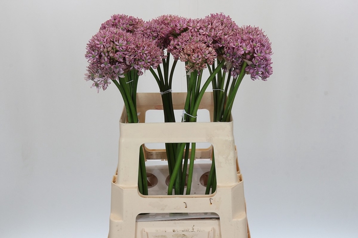 <h4>Allium Pink Jewel</h4>