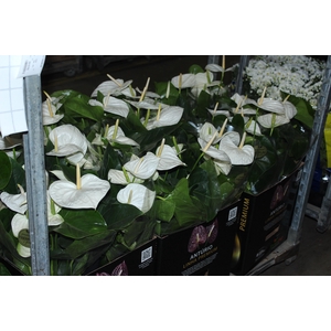 ANTHURIUM ALASKA P17 PREMIUM