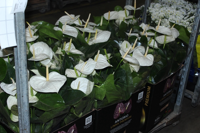 ANTHURIUM ALASKA P17 PREMIUM