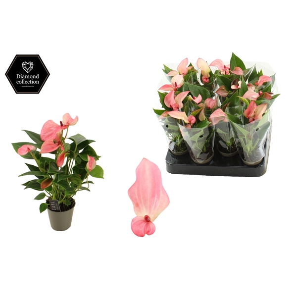 <h4>Anthurium 6 cm Pearl Matata in transparant sleeve</h4>
