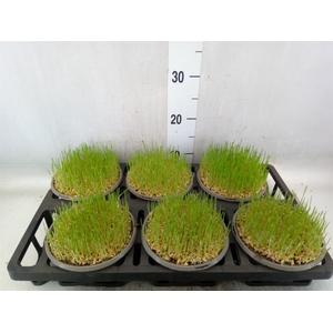 Cyperus alternifolius 'Zumula'