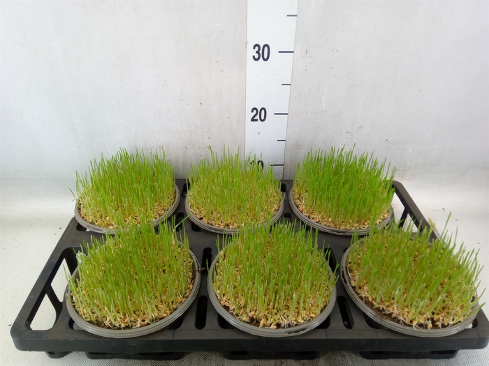 <h4>Cyperus alternifolius 'Zumula'</h4>