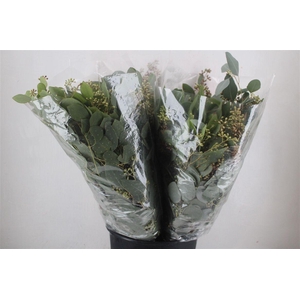 Euca Populus Berry 200gr It X20 P Bunch