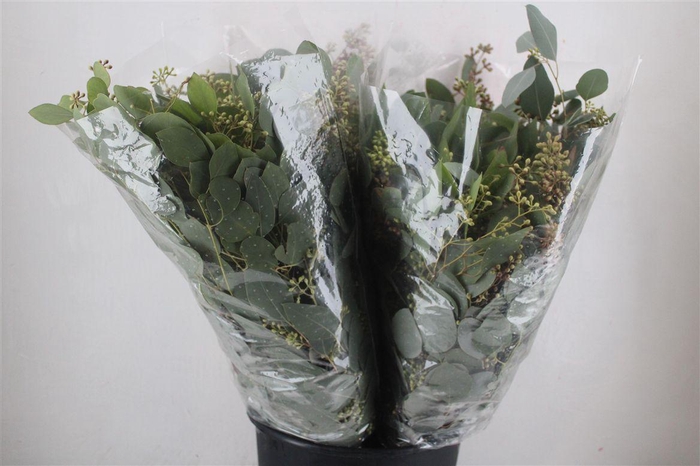 <h4>Euca Populus Berry 200gr It X20 P Bunch</h4>