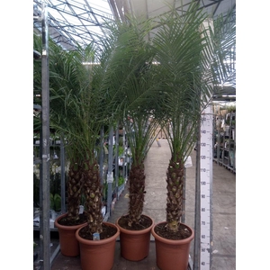 Phoenix roebelenii