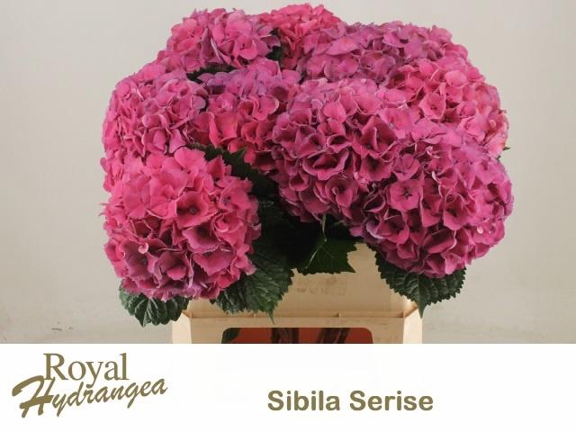 <h4>HYDR M SIBILLA RD</h4>