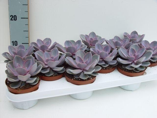 <h4>Echeveria Perle von Nurnberg</h4>
