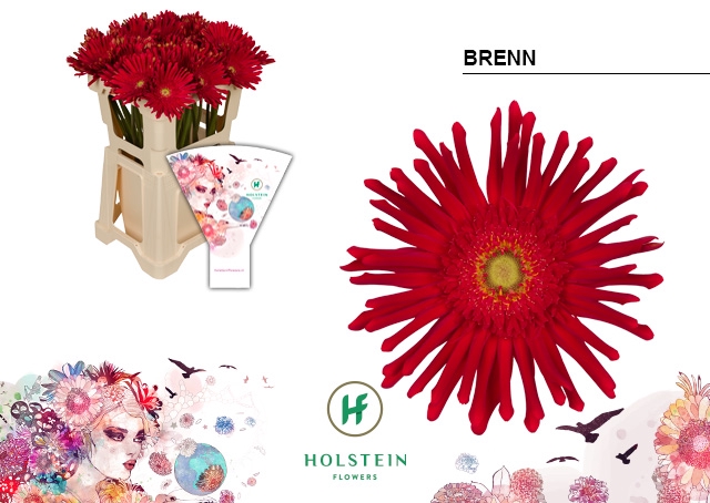 <h4>Gerbera Pasta Brenn Water</h4>