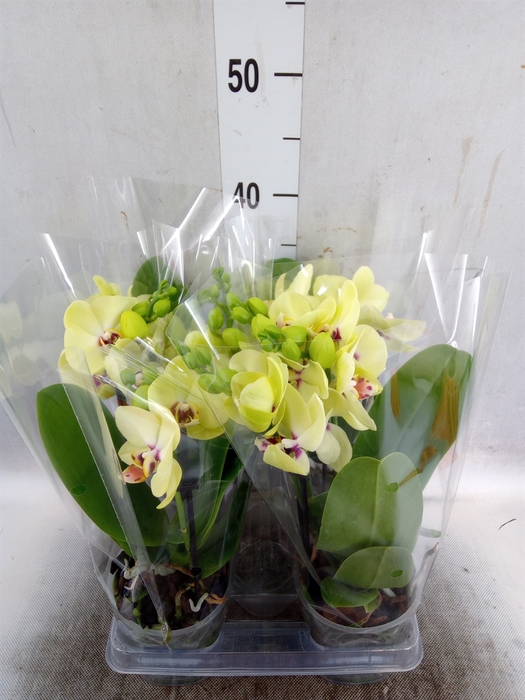 <h4>Phalaenopsis  'Motagua'</h4>
