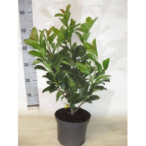 Prunus laurocerasus Etna 19Ø 50cm