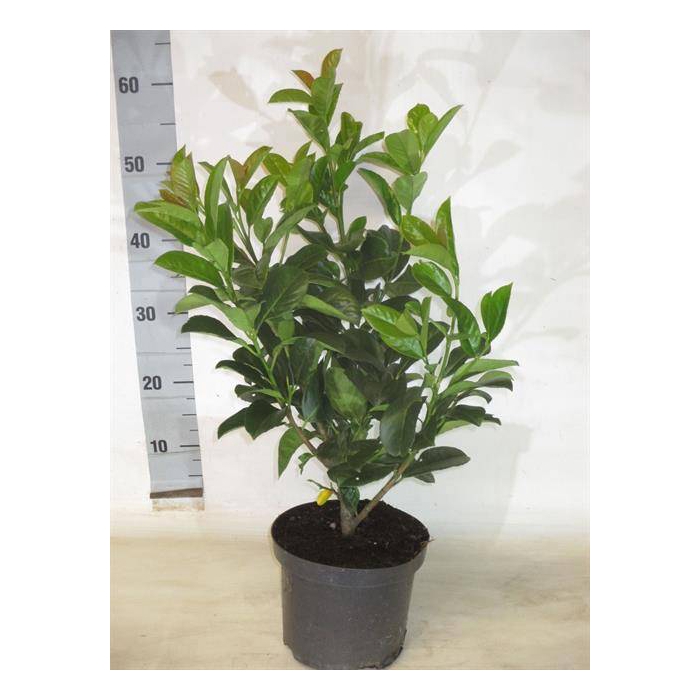 <h4>Prunus laurocerasus Etna 19Ø 50cm</h4>