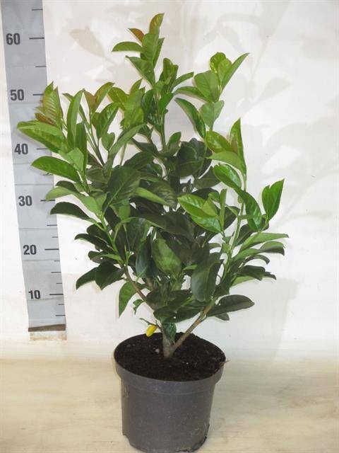 Prunus laurocerasus Etna 19Ø 50cm