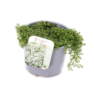 Thymus praecox Albiflorus