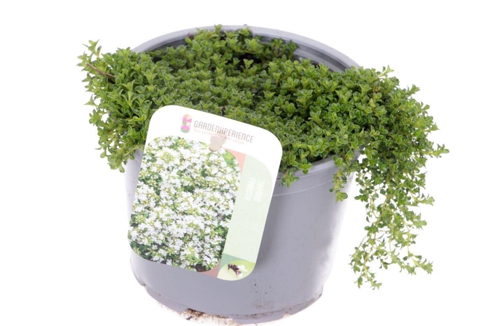 <h4>Thymus praecox Albiflorus</h4>