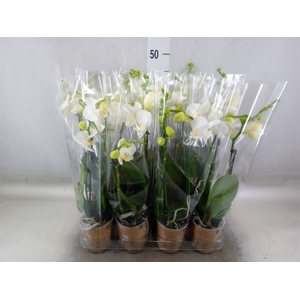 Phalaenopsis multi.   ...white