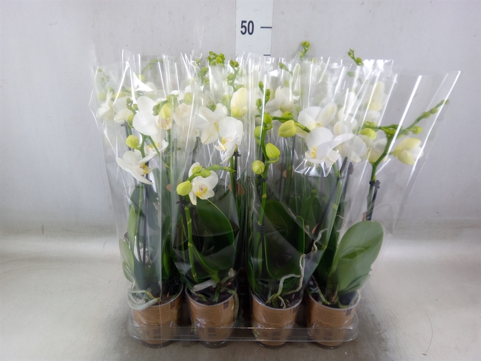 <h4>Phalaenopsis multi.   ...white</h4>