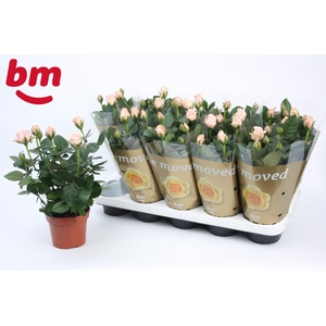 Rosa Light Pink Beau Monde (12 cm)