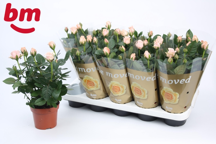 <h4>Rosa Light Pink Beau Monde (12 cm)</h4>
