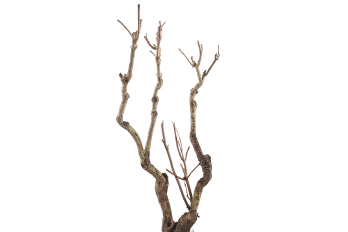 <h4>Syringa Branch Extra Braxton</h4>