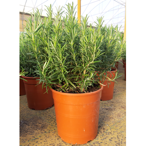 Rosmarinus officinalis overig