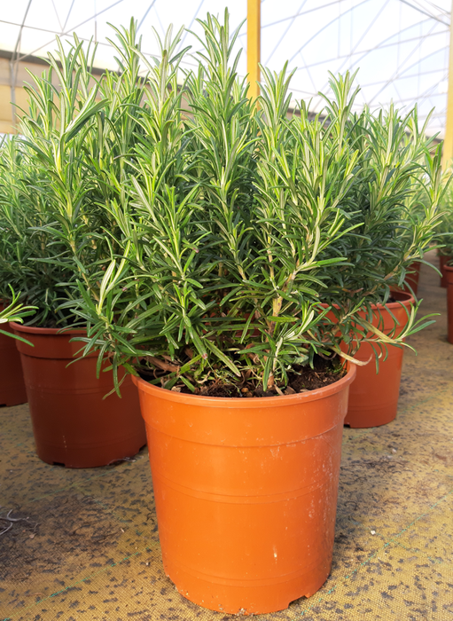 <h4>Rosmarinus officinalis overig</h4>