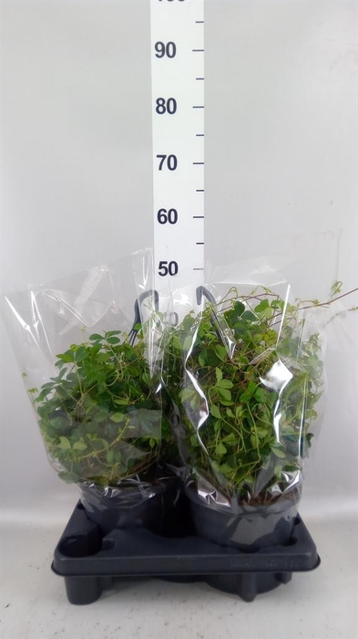<h4>Parthenocissus  'Sugar Vine'</h4>