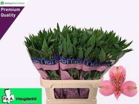 <h4>ALSTR ELEGANCE</h4>