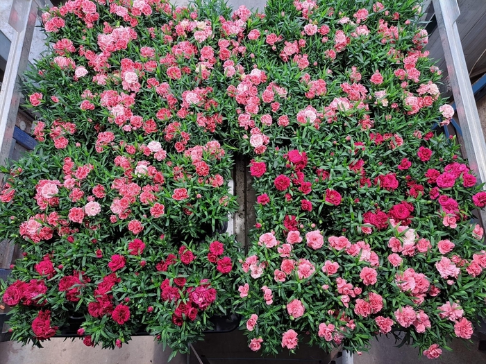 <h4>DIAN DEV COT GEM</h4>