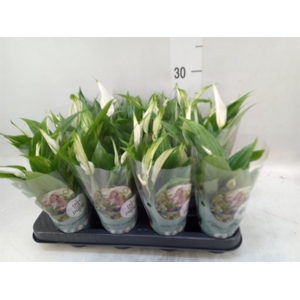 Spathiphyllum  'Pearl Cupido'