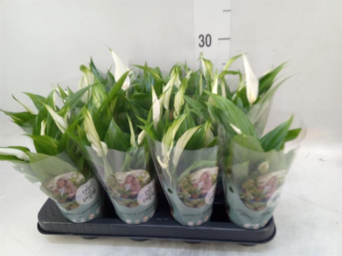 <h4>Spathiphyllum  'Pearl Cupido'</h4>