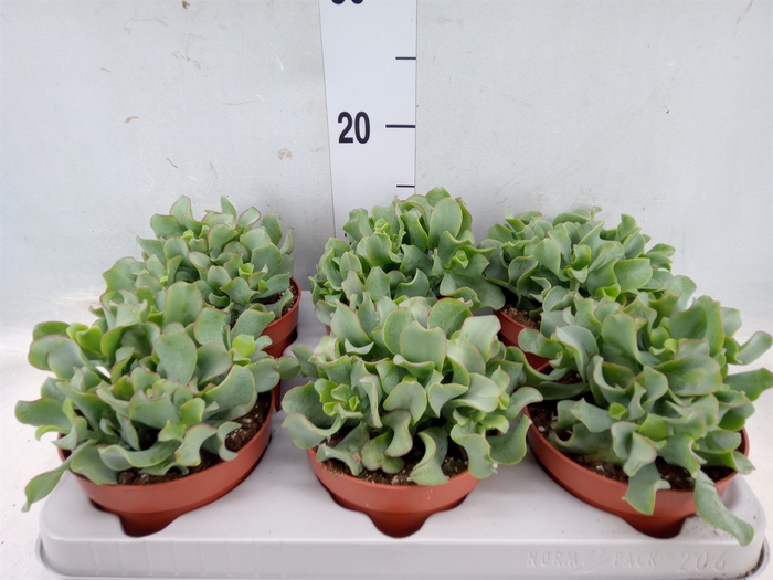 <h4>Crassula arborescens 'Curly'</h4>