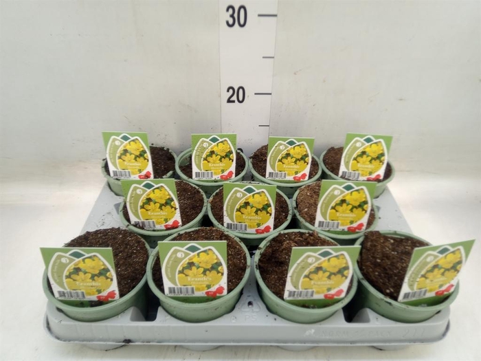 <h4>Eranthis hyemalis</h4>