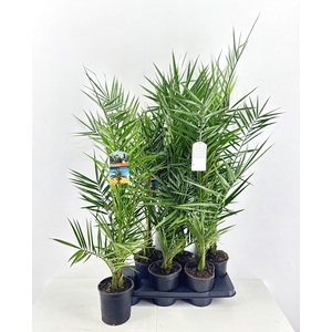 PHOENIX CANARIENSIS