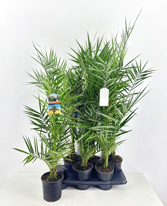 <h4>PHOENIX CANARIENSIS</h4>