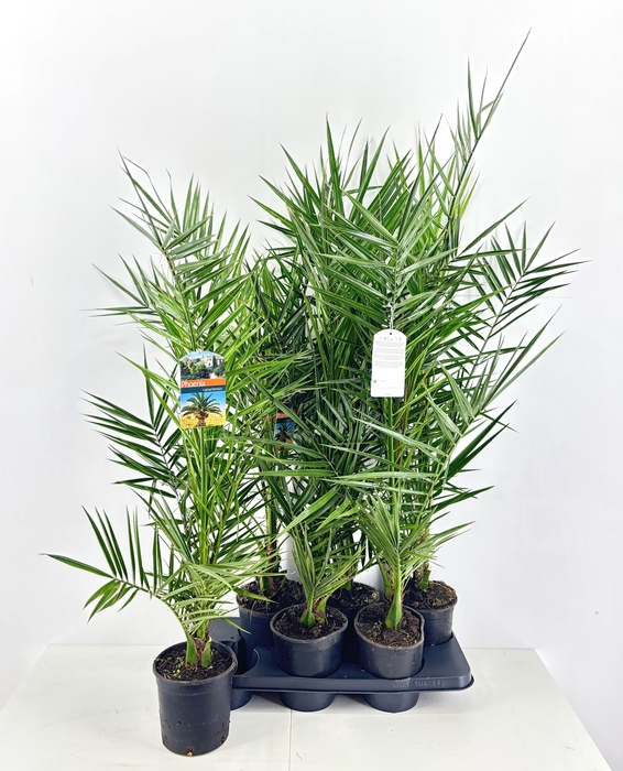 <h4>PHOENIX CANARIENSIS</h4>