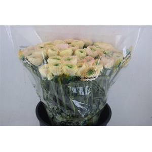 Ran Cloni Sup Touareg Pastel