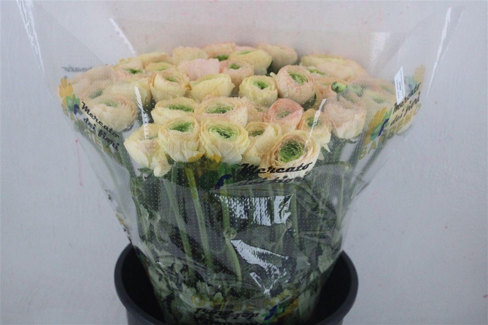 <h4>Ran Cloni Sup Touareg Pastel</h4>