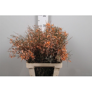 Genista Orange 200gr