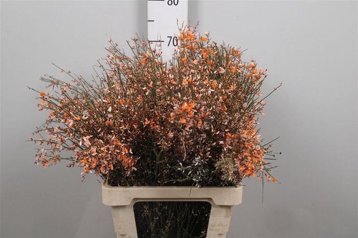 <h4>Genista Orange 200gr</h4>