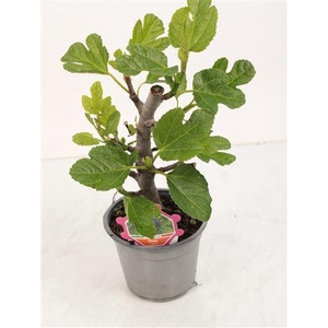 Ficus Carica Bush - 304