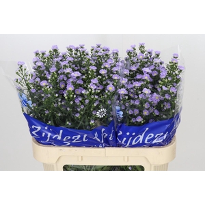 Aster Cassandra