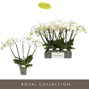 Phalaenopsis wit meer takken