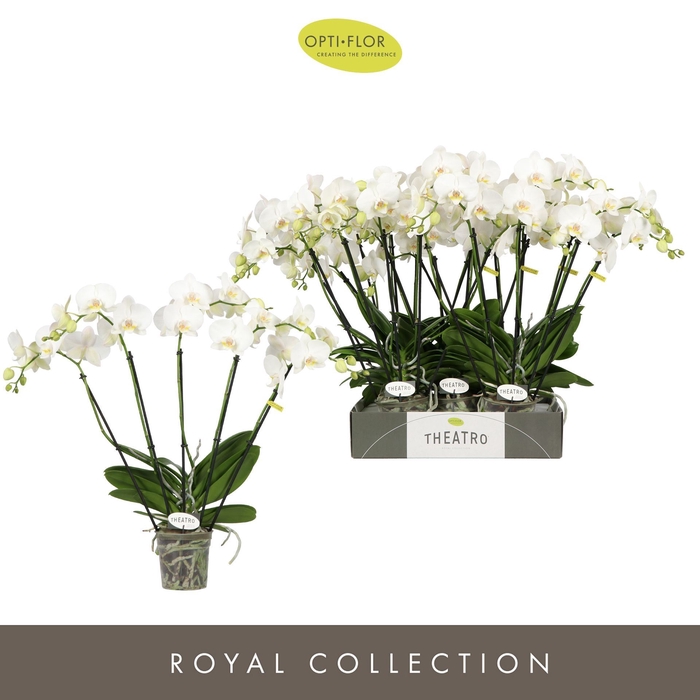 <h4>Phalaenopsis wit meer takken</h4>